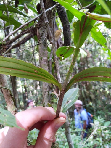 Medinilla cucullata image