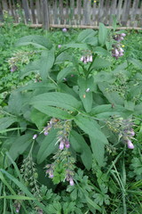 Symphytum officinale