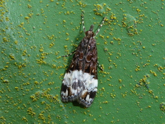 Scoparia minusculalis