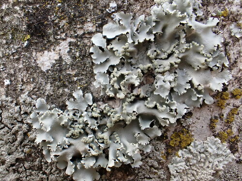 Parmotrema clavuliferum
