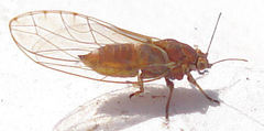 Trioza remota