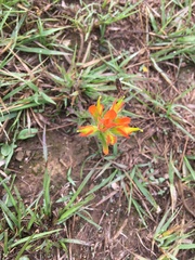 Castilleja glandulosa