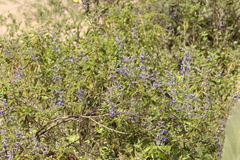 Salvia melissodora