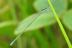 Aciagrion occidentale