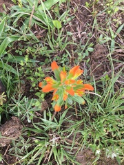 Castilleja glandulosa