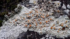 Brigantiaea chrysosticta