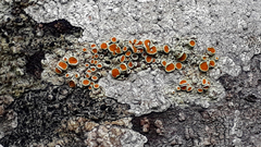 Brigantiaea chrysosticta