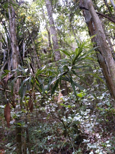 Dracaena reflexa image