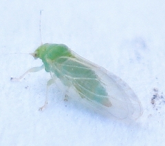 Cacopsylla peregrina
