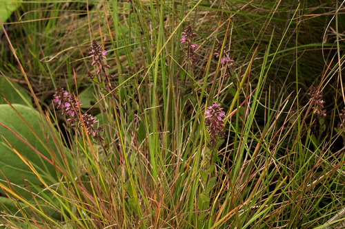 Polygala wilmsii image