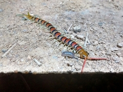 Scolopendra morsitans