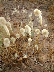 Ptilotus xerophilus