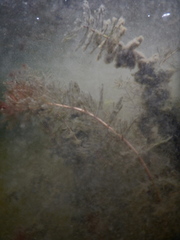 Myriophyllum sibiricum