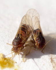 Cacopsylla peregrina