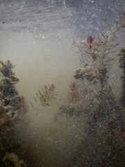 Myriophyllum sibiricum