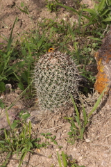 Coryphantha clavata clavata