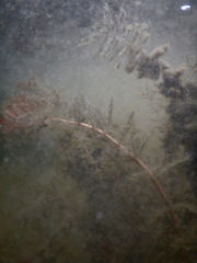 Myriophyllum sibiricum