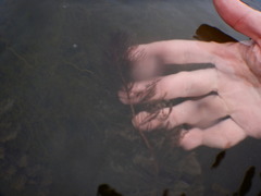 Myriophyllum sibiricum