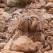 Aoudad - Photo (c) klausmuehlhofer, some rights reserved (CC BY-NC)