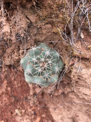 Coryphantha vogtherriana