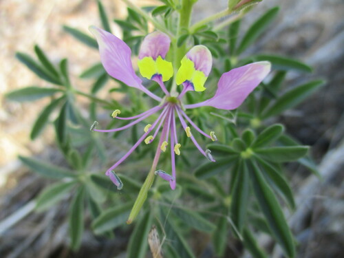 Image of Cleome elegantissima by no rights reserved