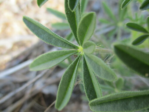 Image of Cleome elegantissima by no rights reserved