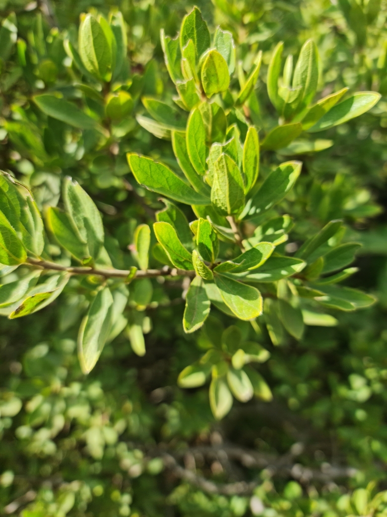 Transvaal Bluebush from Fochville, South Africa on March 4, 2023 at 08: ...