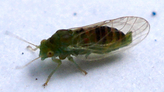 Cacopsylla peregrina