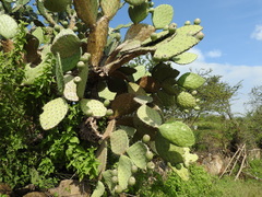 Opuntia joconostle