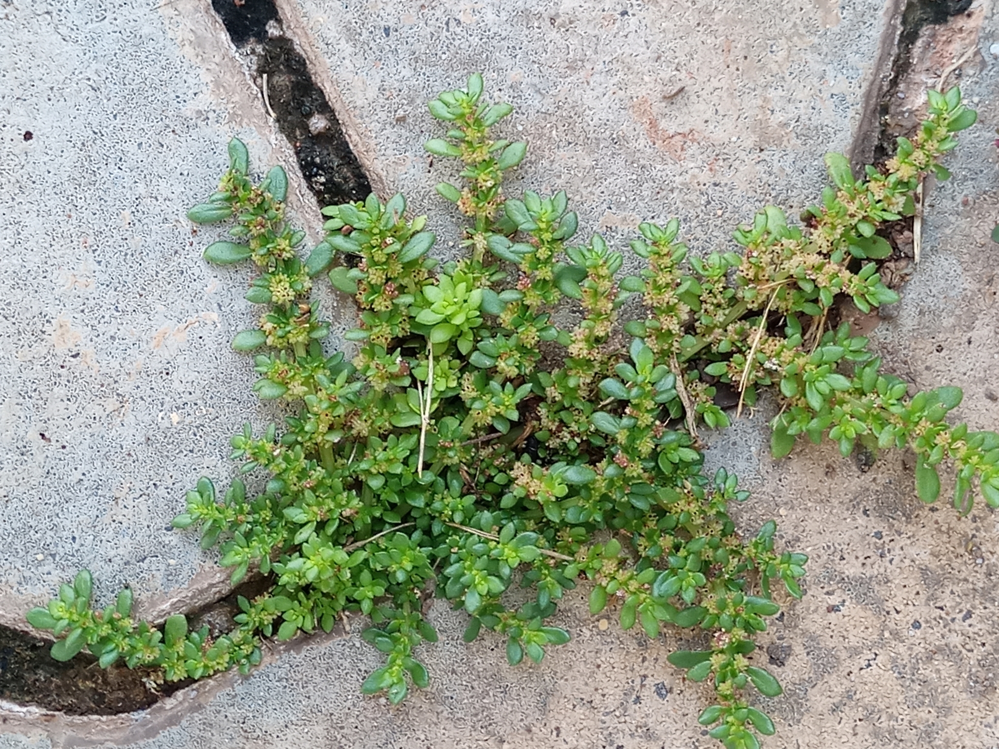 Pilea microphylla