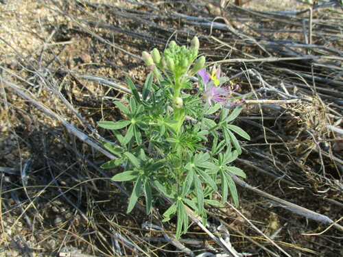 Image of Cleome elegantissima by no rights reserved