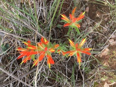 Castilleja glandulosa