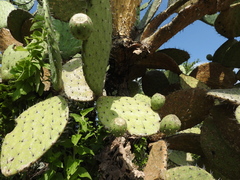 Opuntia joconostle