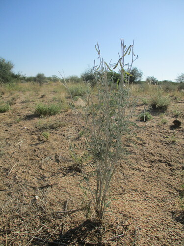 Tephrosia oxygona