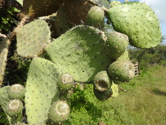 Opuntia joconostle