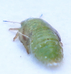 Cacopsylla peregrina