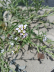 Cakile maritima