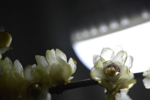 Chimonanthe précoce 2