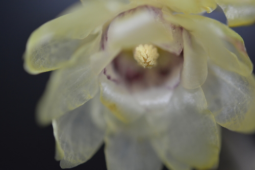 Chimonanthe précoce 3
