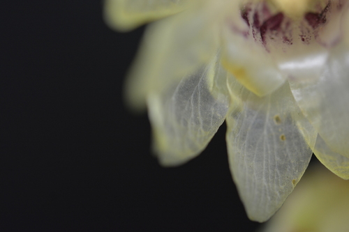 Chimonanthe précoce 4