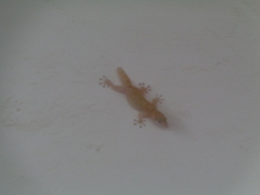 Ptyodactylus togoensis