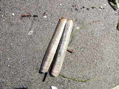 Ensis minor