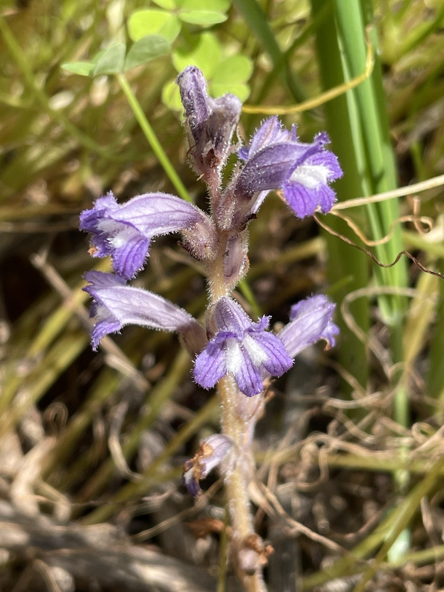 Raetzel Phelipanche mutelii var. nana (Reut.) Uhlich & Rätzel