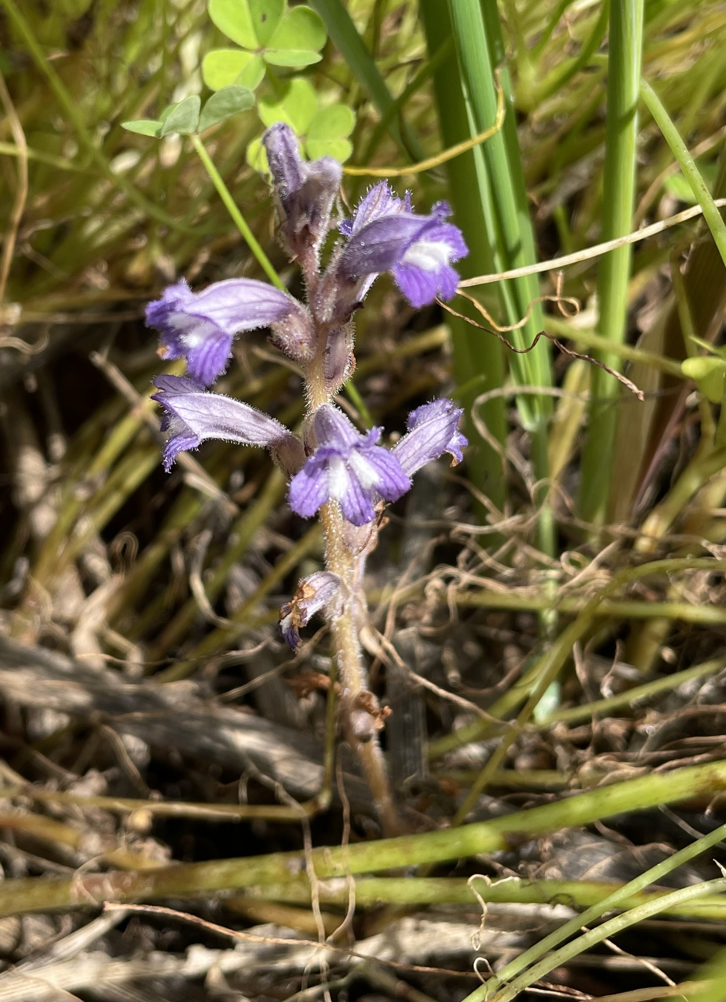 Raetzel Phelipanche mutelii var. nana (Reut.) Uhlich & Rätzel
