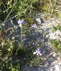 Moraea macrocarpa