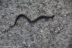 Carphophis amoenus amoenus