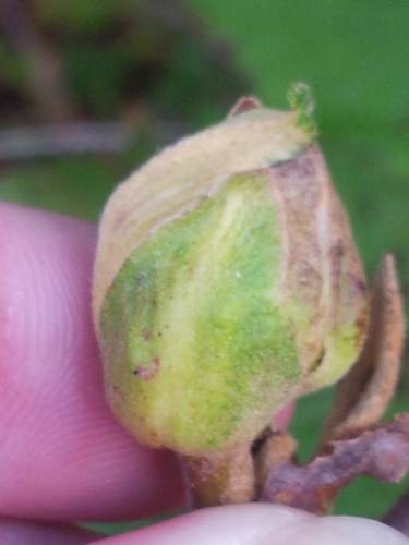 Dasineura serrulatae (Osten Sacken, 1862)