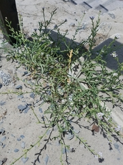Cakile maritima