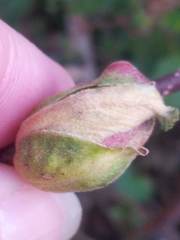 Dasineura serrulatae