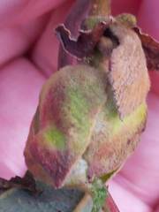 Dasineura serrulatae